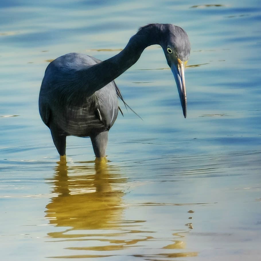 little blue heron, birds, wading birds, heron, blue, boca ciega bay, florida, st petersburg florida, nature, animal