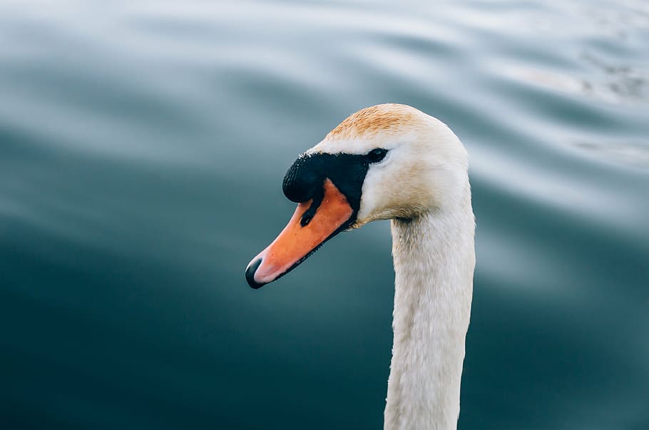 close-up photo, swan head, body, water, white, duck, swan, bird, animal, neck