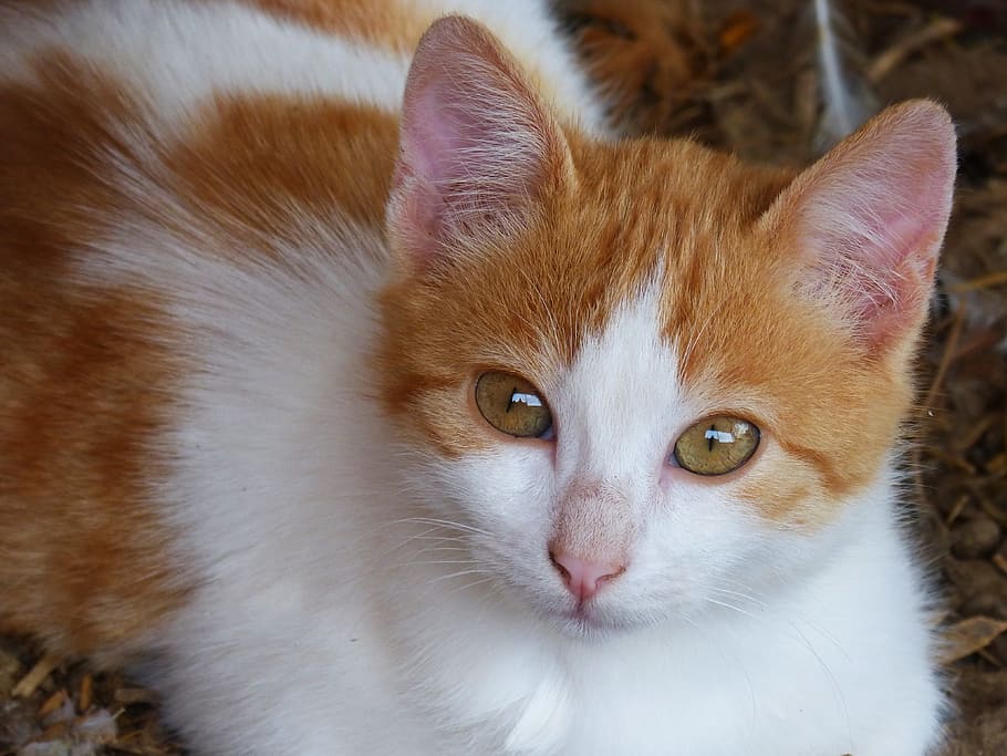 naranja, blanco, ca, sentado, marrón, superficie, gato, perrito, gatito, gato doméstico