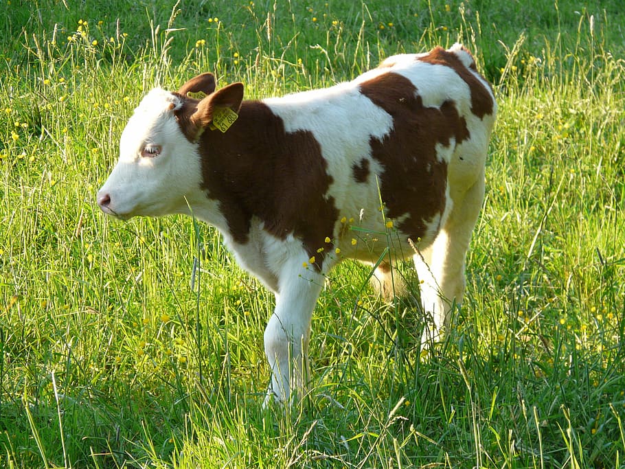 brown, white, cattle, grass fied, calf, young animal, cow, domestic cattle, beef, bos primigenius taurus