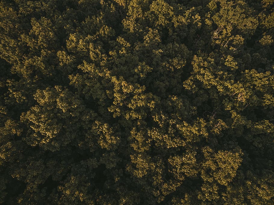 aerial, view, trees, nature, landscape, travel, adventure, leaves, green, woods