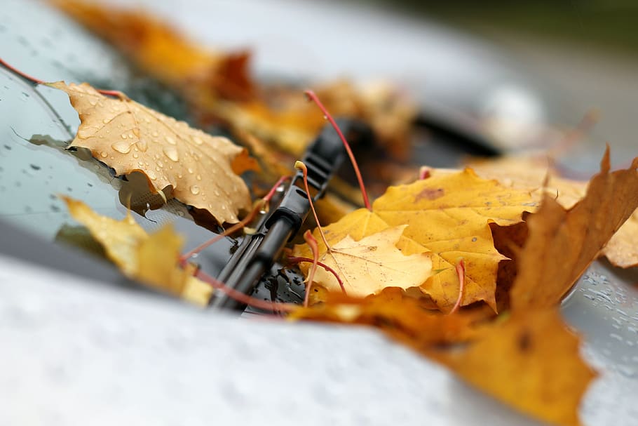 leaves, auto, windshield wipers, autumn, smooth, mature, road, vehicle, fall foliage, automotive