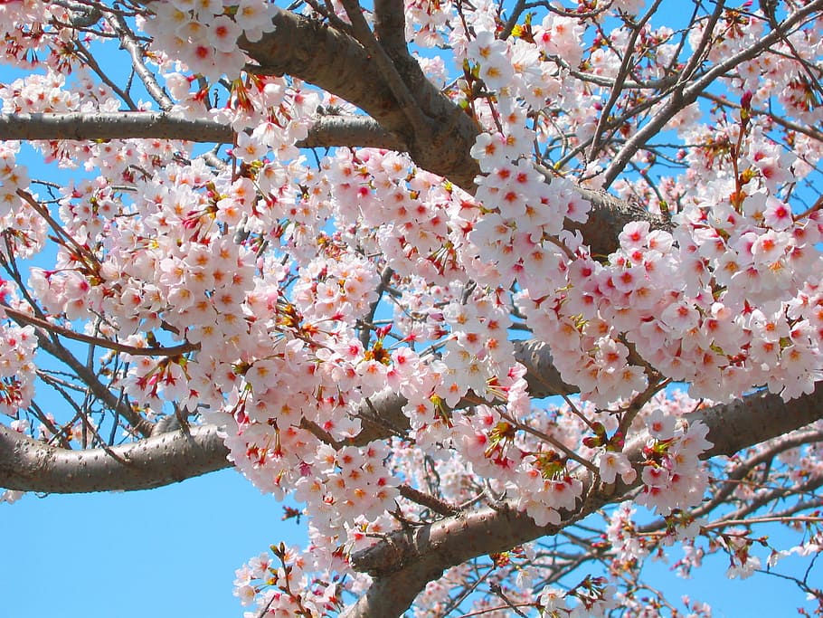 Вишня, Вишневый цвет, Весна, Розовый, вишня, цветы, натуральный, растение, Япония, сакура