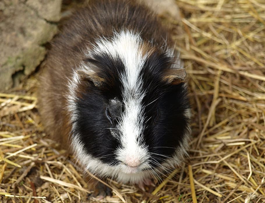 Guinea Pig, Sea ​​Pig, House, Sweet, Cute, sea ​​pig house, rodent, small animals, one animal, animal