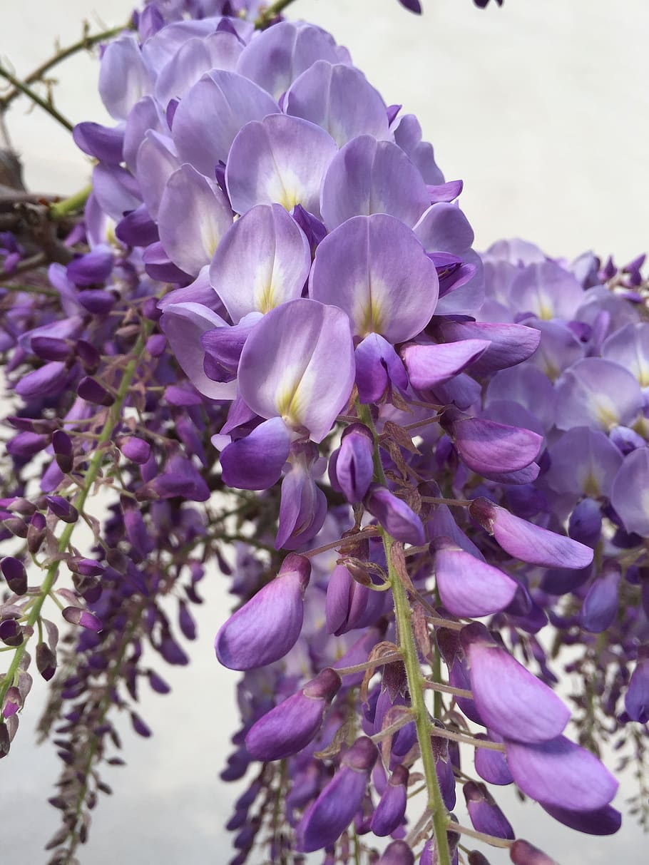 wisteria, flower, lilac, bloom, flowering plant, vulnerability, purple ...
