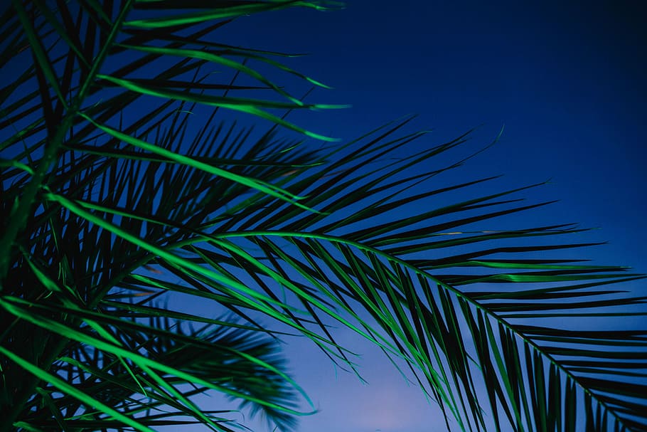 palmeras iluminadas, Iluminado, palmeras, abstracto, verde, naturaleza, hoja, hojas, iluminación, noche