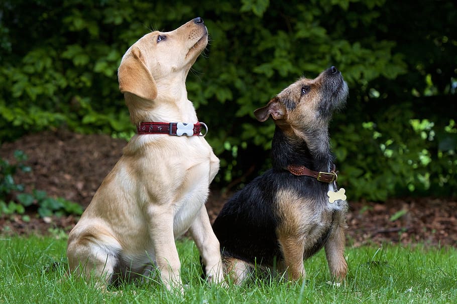 dua, kuning, labrador retriever puppy, perbatasan terrier, duduk, rumput, tinggi, pohon, siang hari, anjing