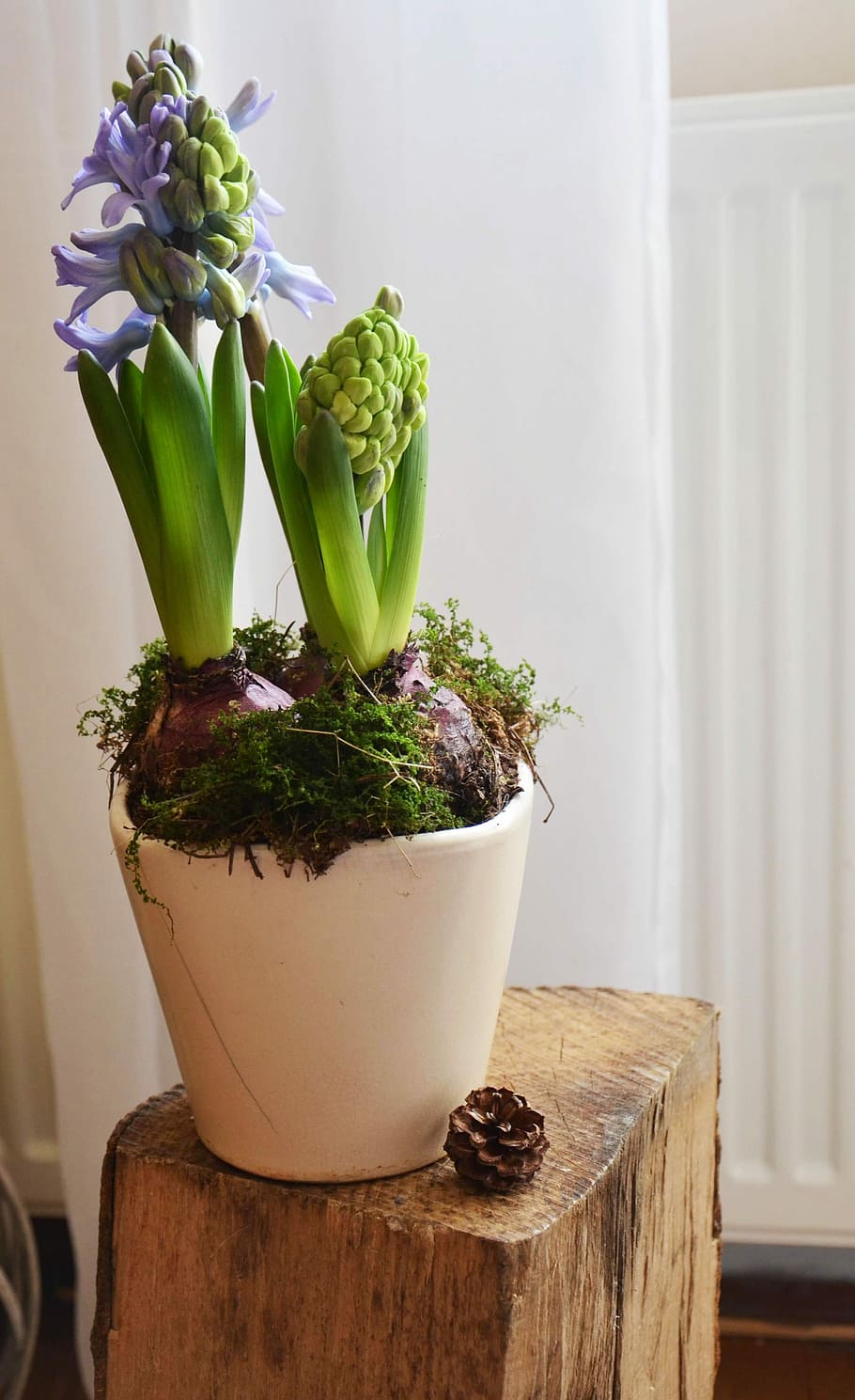Hyacinth, Bunga, Musim Semi, eceng gondok, pot bunga, alam, rumah, violet, di dalam ruangan, vas