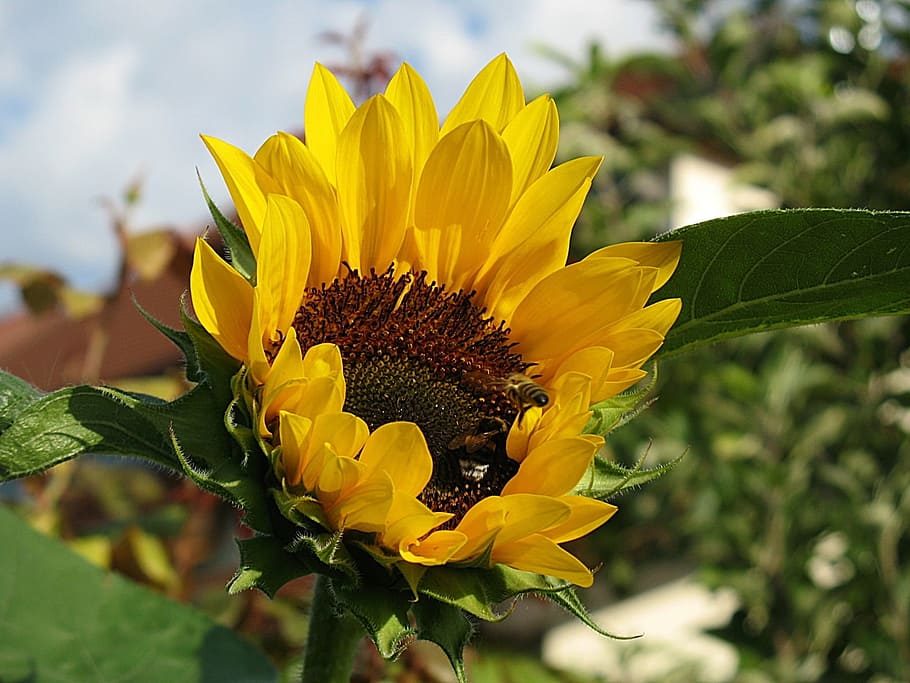 太陽の花 夏 花 自然記録 黄色い花 黄色 開花植物 植物 鮮度 成長 Pxfuel