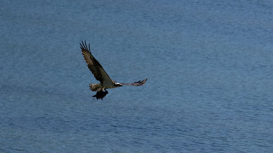 Bowman Bay, Fidalgo Island, bird, flying, animals in the wild, animal wildlife, animal themes, animal, one animal, vertebrate
