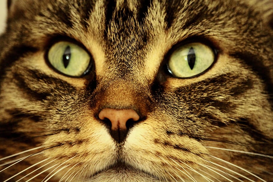 foto close-up, coklat, kucing betina, kucing, mata, mata kucing, hewan, wajah kucing, pemandangan, makarel