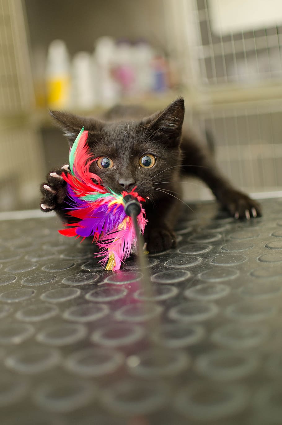 selective, focus photography, black, cat, catching, multicolored, feather, kitten, little kitty, black cat