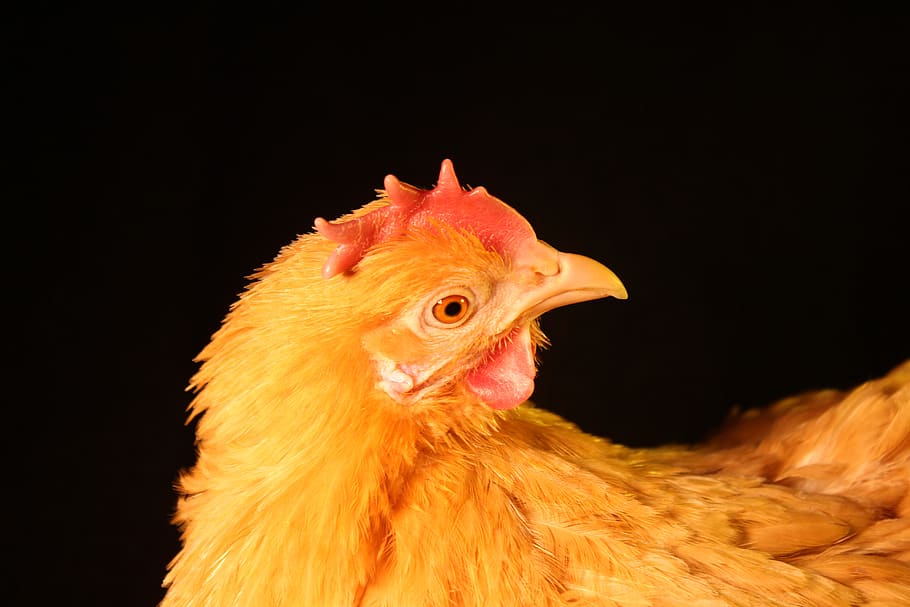 chicken, hen, poultry, range, agriculture, nature, livestock, bird, bill, animal world
