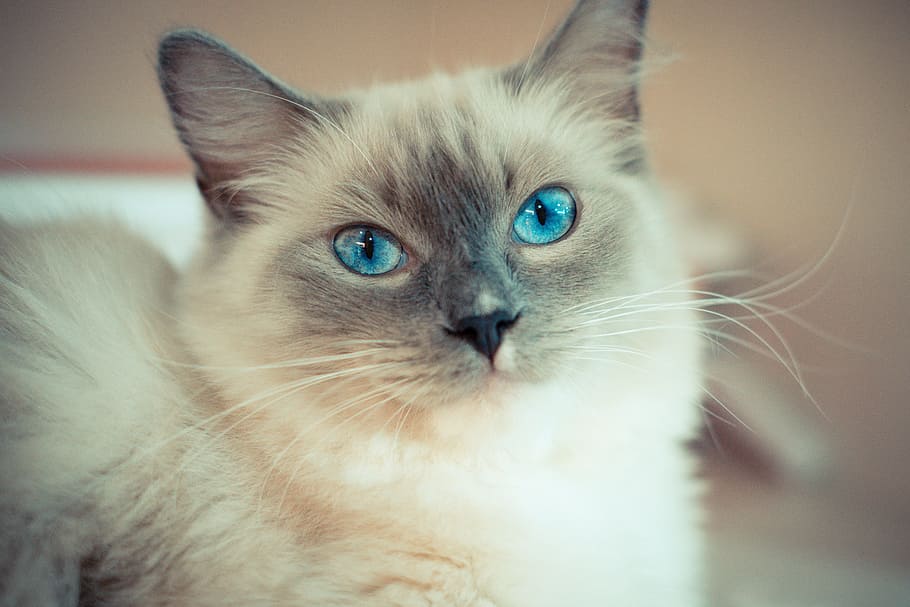 selective, focus photography, white, siamese cat, kitty, cat with blue eyes, ragdoll, domestic, pets, domestic cat