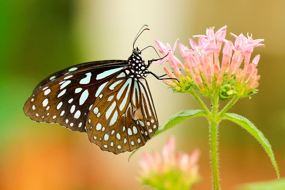 butterfly, nature, insect, flower, green, leaves, petal, plant, animal wildlife, invertebrate