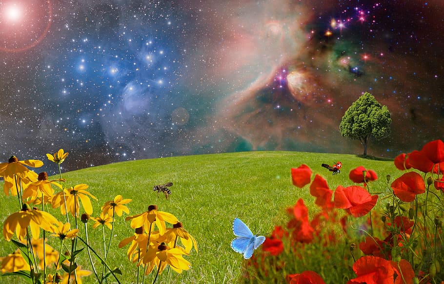 multicolored, galaxy, meadow, green meadow, flower meadow, grass, nature, blade of grass, landscape, flowers