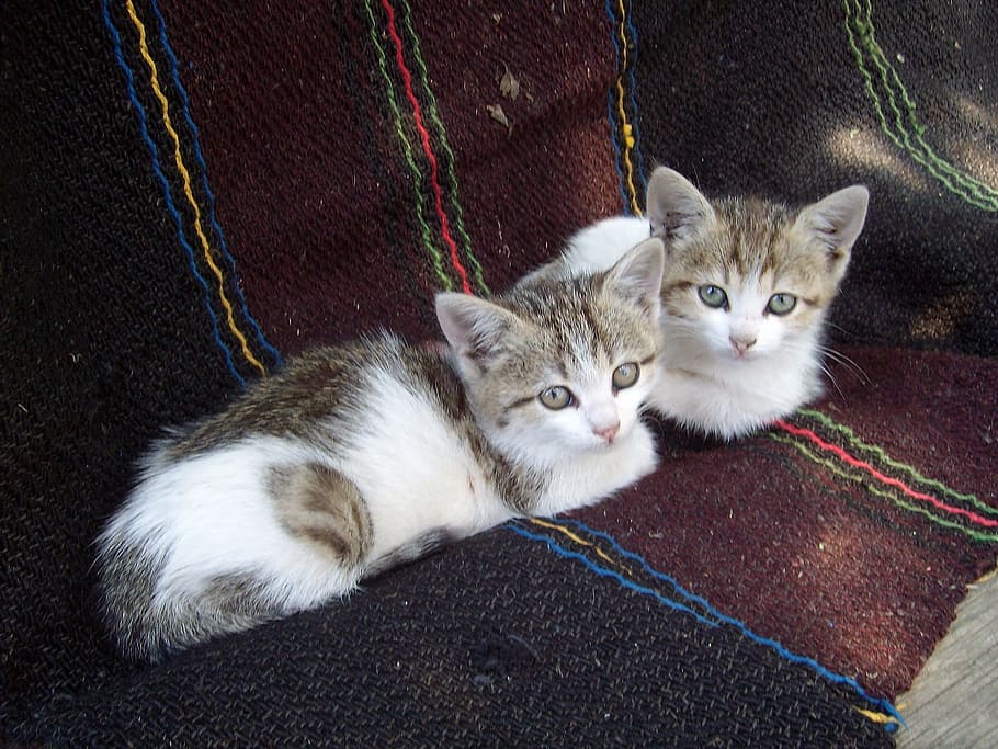two, short-coated brown-and-white kittens, kittens, resting, domestic, car, auto, automobile, seat, cute