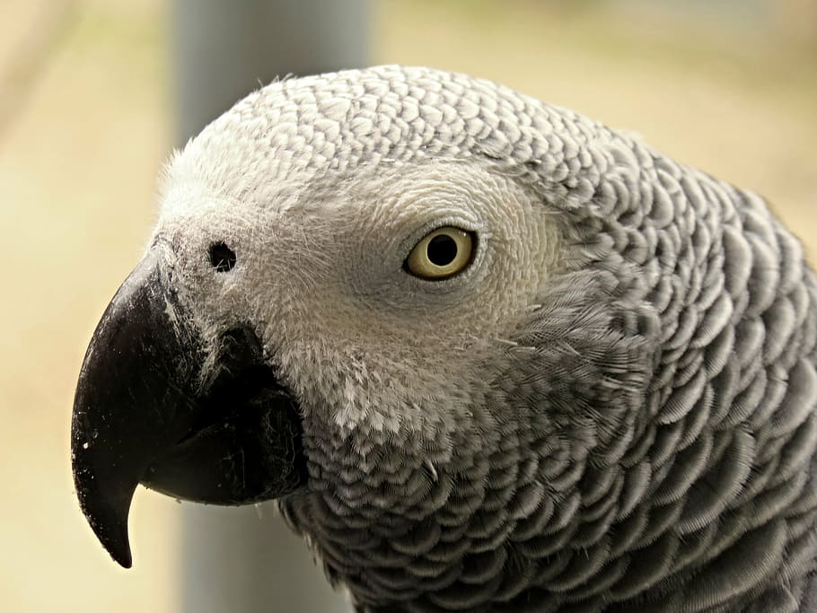 closeup, photography, african, grey, parrot, african grey parrot, tropical, bird, plumage, feather