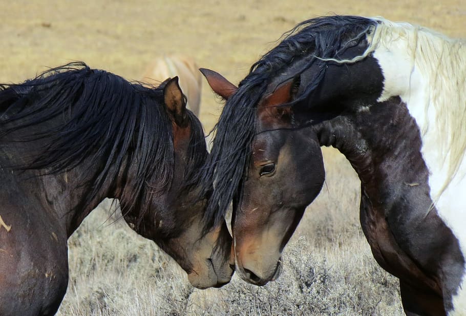 selective, focus photography, two, black-and-white, horses, selective focus, photography, white horses, wild, wyoming