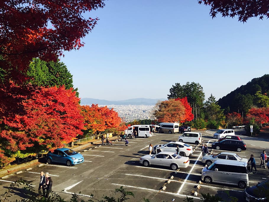 autumnal leaves, arashiyama, japan, mode of transportation, transportation, motor vehicle, tree, car, plant, land vehicle