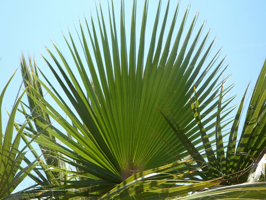 ventilador, folha de palmeira, verde, estrutura, céu, folhas de palmeira, palma, folha, folhas, planta