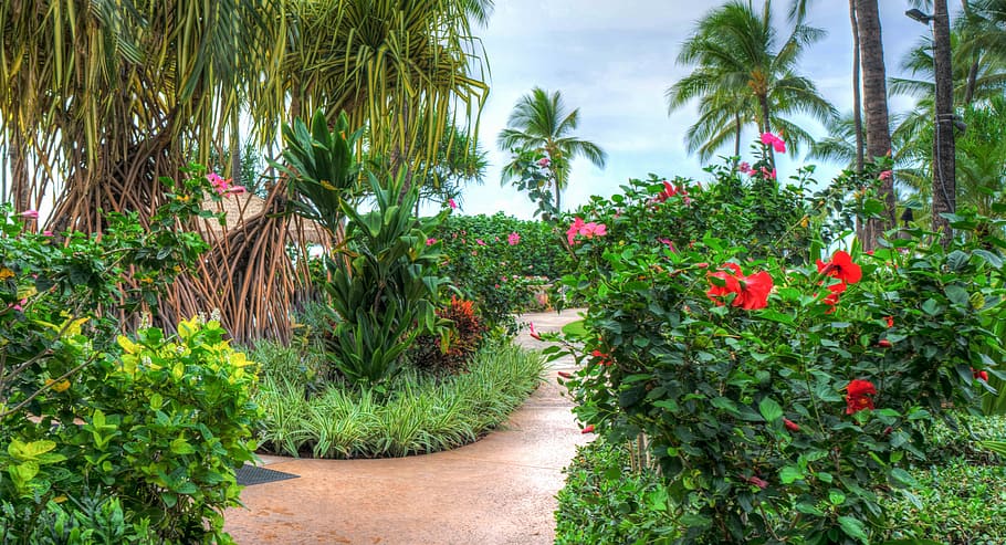 red hibiscus plant, hawaii, oahu, ko olina, marriott, resort, tropical, flowers, outdoor, travel