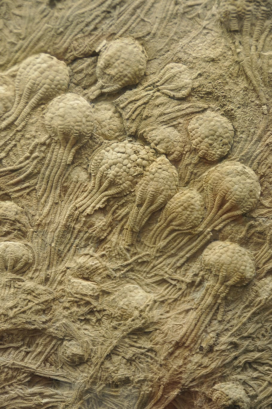 crinoids, swimming, fossil, ocean, paleozoic, full frame, backgrounds, day, close-up, creativity