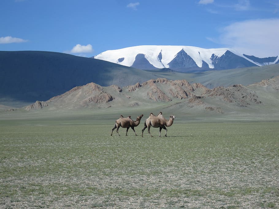 two, camels, walking, snow-covered, mountain, daytime, mongolia, glacier, steppe, animal