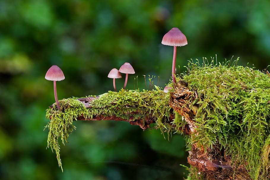 four, red, mushrooms, tree moss, mushroom, moss, mini mushroom, sponge, autumn, forest mushrooms