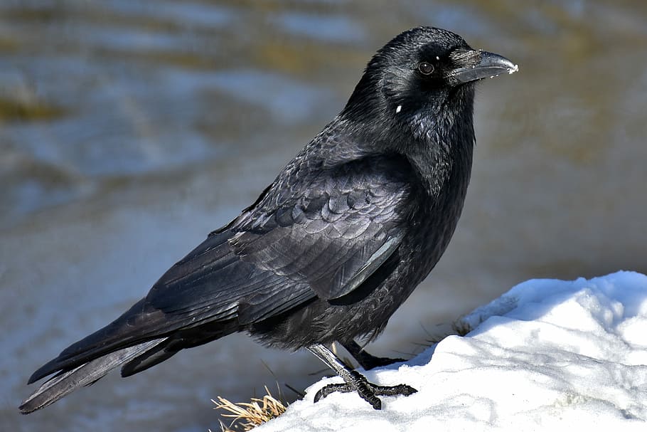 corvo preto, corvo comum, corvo, neve, inverno, frio, pássaro corvo, natureza, pena, preto