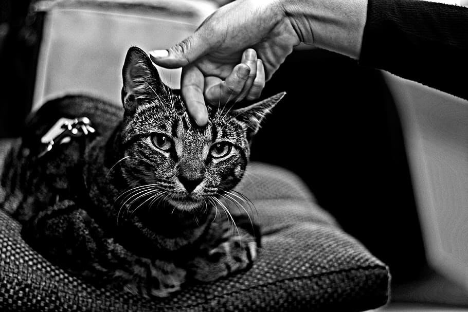 tabby cat, cat's eyes, hand rubbing cat, cat resting, cat staring at the camera, black and white, pets, cat, domestic cat, domestic