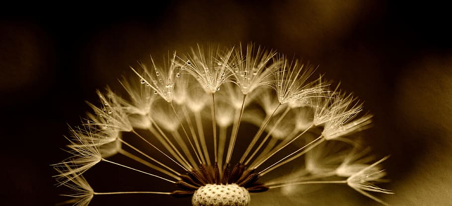 photo of dandelion, dandelion, seeds, drip, texture, macro, close, nature, raindrop, dewdrop