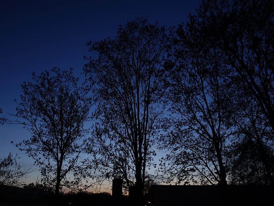 Trees, Twilight, Silhouette, Aesthetic, branches, tangle, abendstimmung, tree, nature, sky