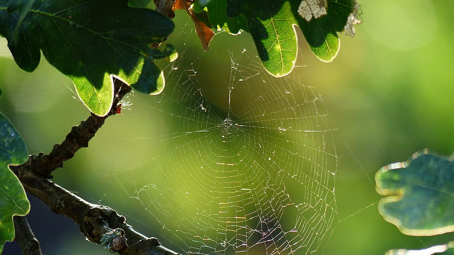 クモの巣, 露, 自然, 雨, 昆虫, 糸, クモ, ウェブ, クローズアップ, 前景に焦点を当てる