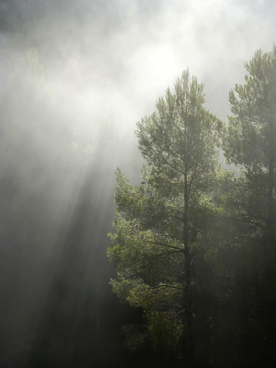 dois, verde, árvores de folha, floresta, nevoeiro, raio de sol, claro-escuro, luz de fundo, árvore, natureza
