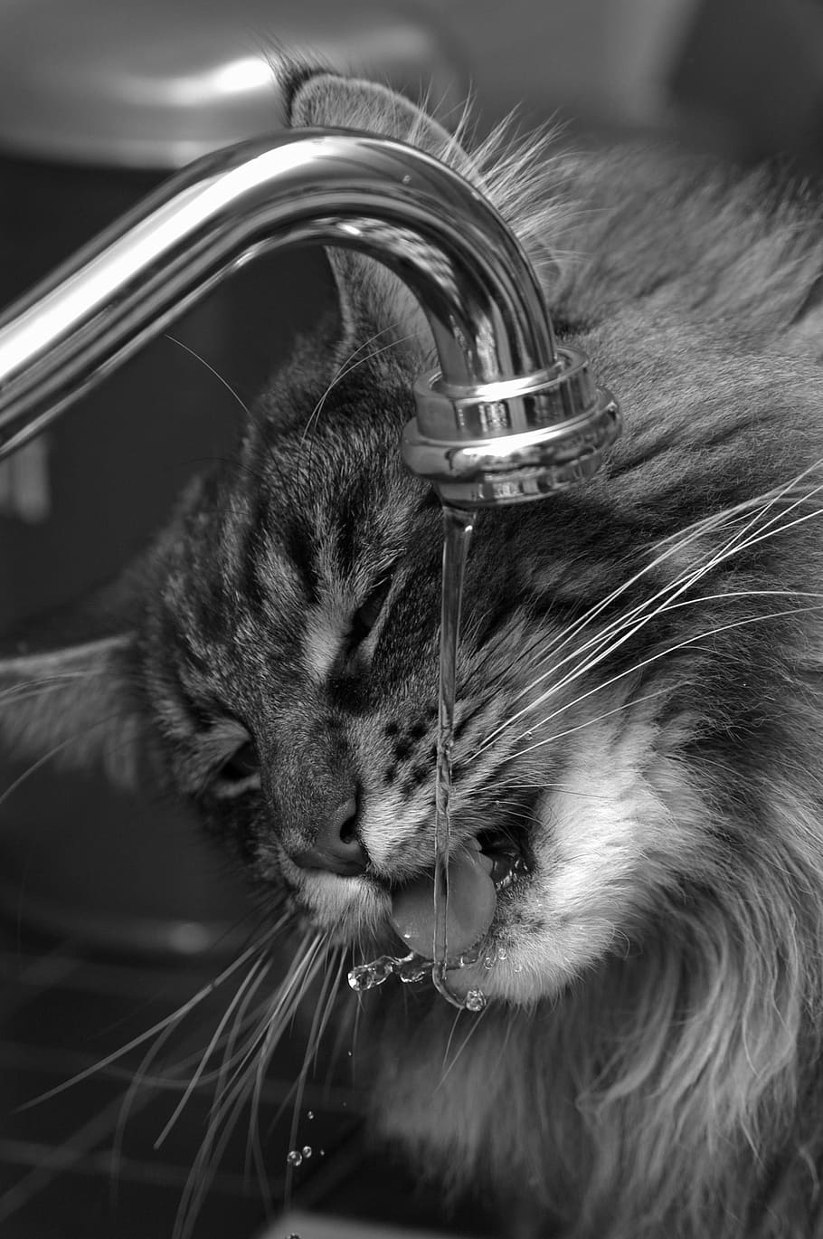 cat drinking, faucet, cats, pet, cat, animal, cat face, feline, animals, mammal