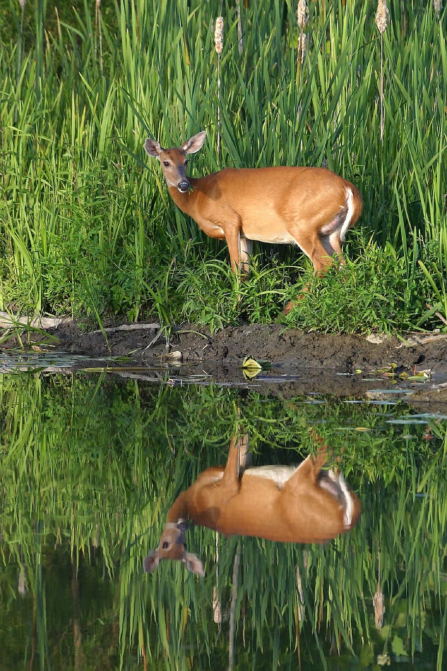 water mirror reflection, brown, deer, standing, green, grass, white tailed deer, wildlife, nature, looking