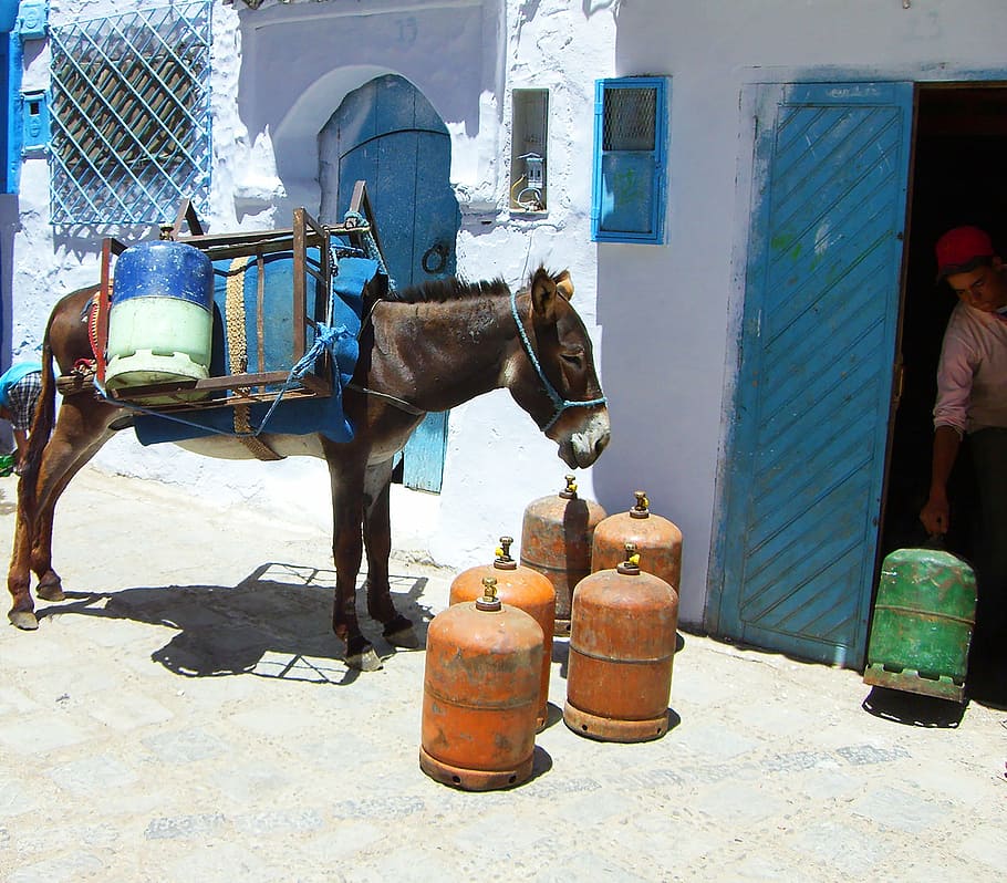 donkey, south, livestock, gas bottle, animal, transport, africa, north africa, arabic, chefchaouen