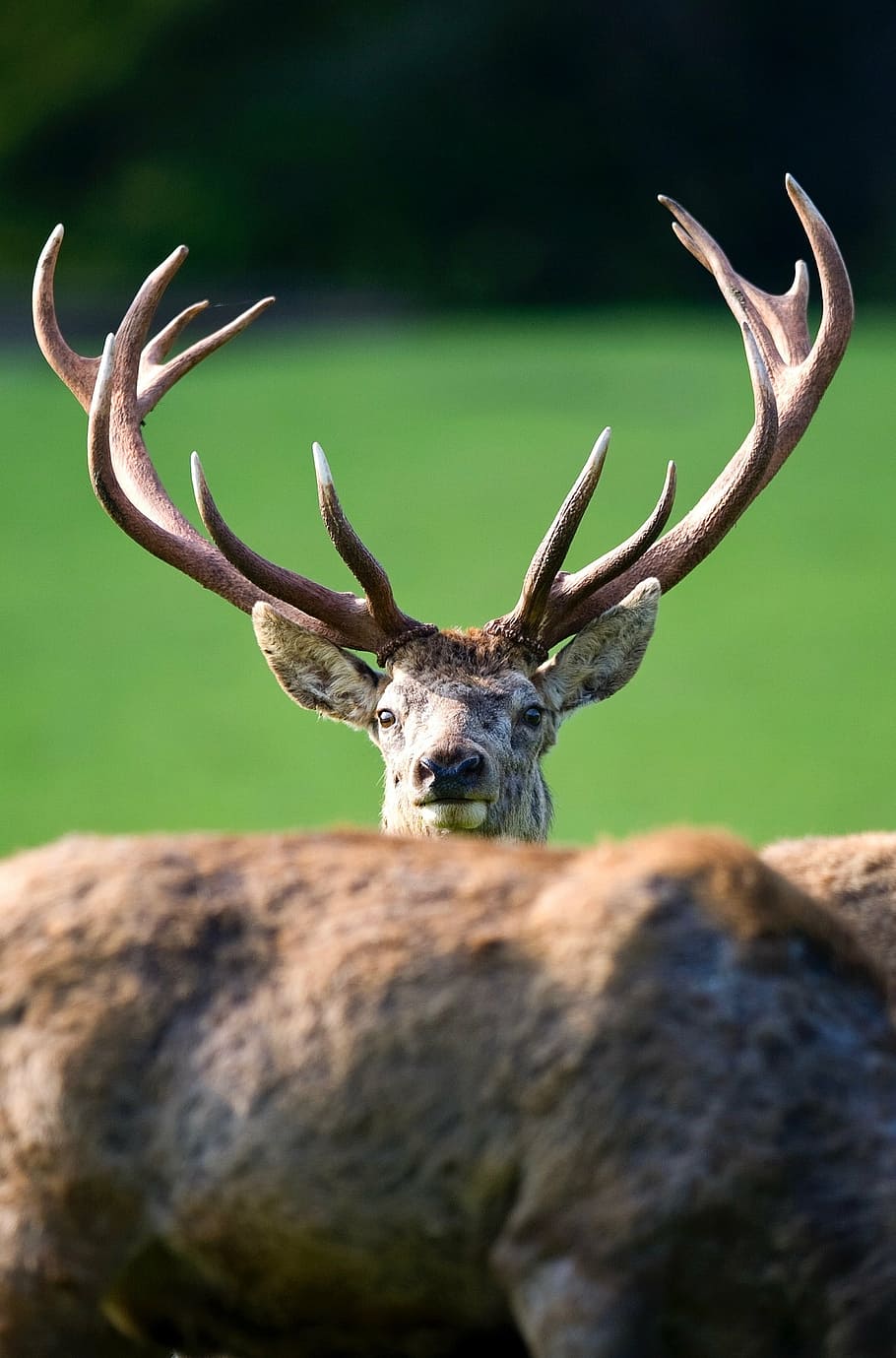 hirsch, red deer, antler, animal wildlife, one animal, stag, looking at camera, animals in the wild, portrait, animal themes
