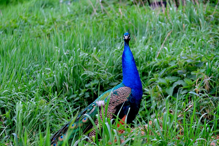 Peacock, Bird, Pride, Feather, Nature, animal, blue, colorful, poultry, beautiful