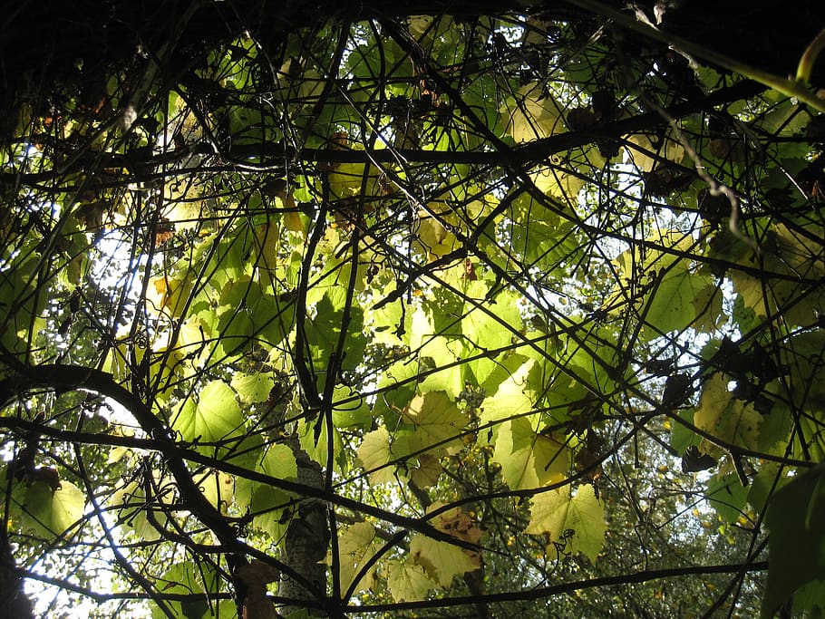 leaves, wild grapes, autumn lights, sunshine, plant, tree, branch, growth, low angle view, yellow