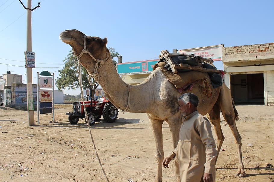 camel, man, rajasthan, india, sand, tourism, safari, domestic animals, mammal, domestic