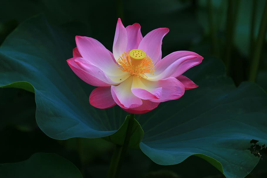 pink, lotus flower, selective, focus photography, gorgeous beautiful, lotus, huashan, flower, petal, nature