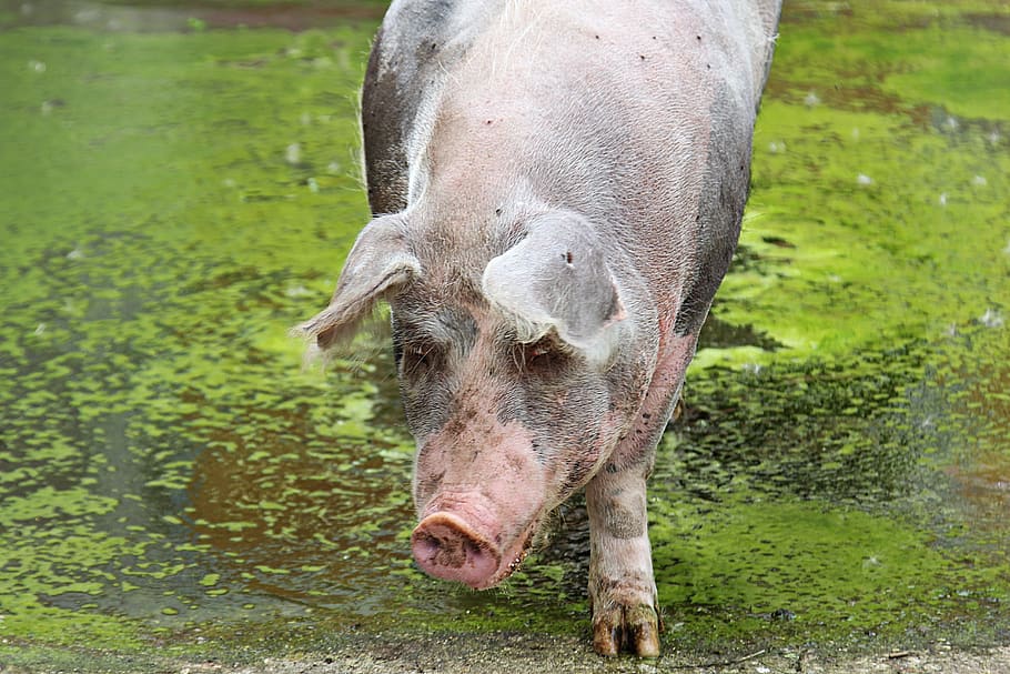 cerda, cerdo, lechón, cerdos, granja, animal, cerdo doméstico, agricultura, mamífero, ganado