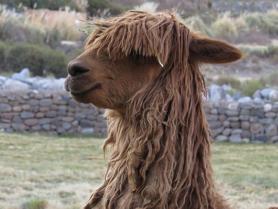 close-up photo, llama, standing, outdoor, peru, alpaca, animal, wool, mammal, one animal
