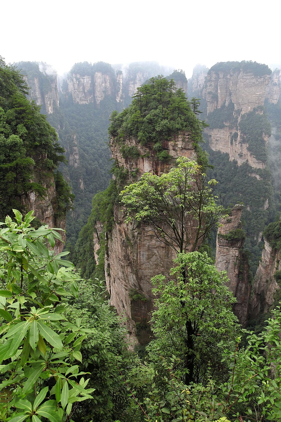 zhangjiajie, wulingyuan, quartz sandstone peak woodland landscape, pillar of the south heaven, hallelujah, plant, tree, mountain, nature, scenics - nature