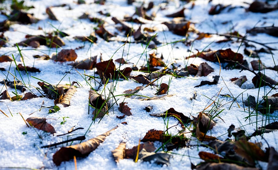 invierno, nieve, hojas, escarcha, paisaje de nieve, paisaje, invernal, frío, magia de invierno, blanco