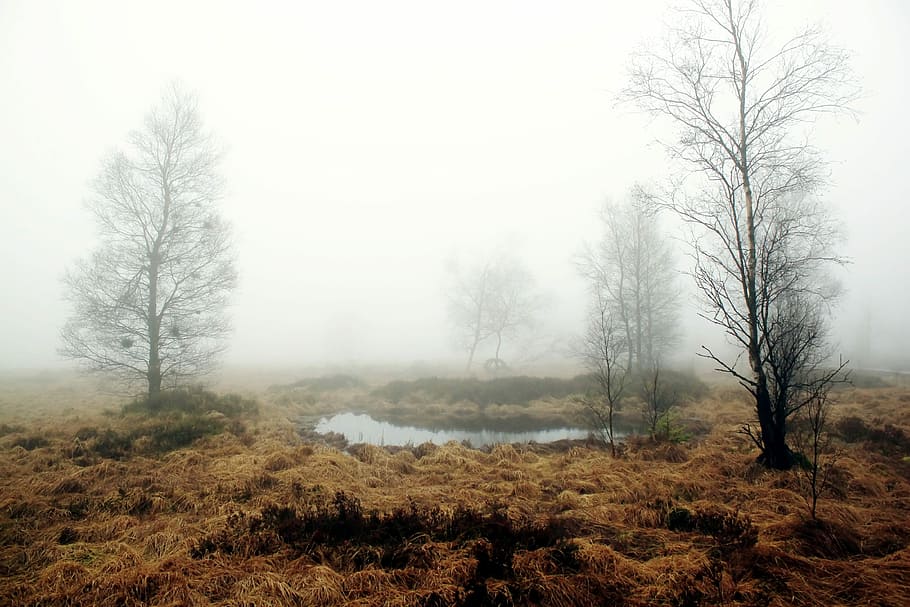 landscape photography, brown, grass fields, surrounded, fogs, grass, fields, fog, autumn, nature