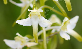 Página 5 | Fotos orquídeas silvestres libres de regalías | Pxfuel