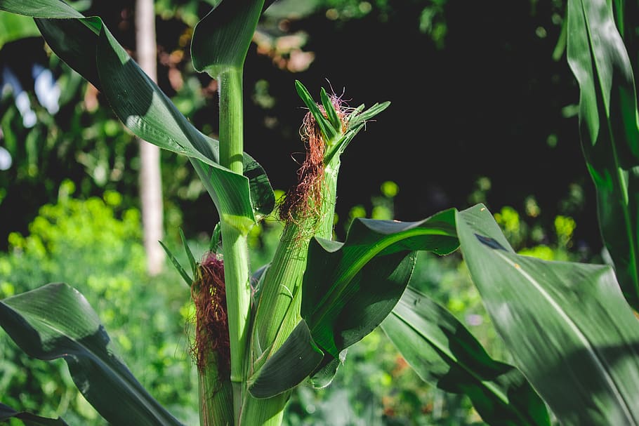 maize, maize crop, green maize, paddy maize, plant, growth, green color, plant part, leaf, close-up